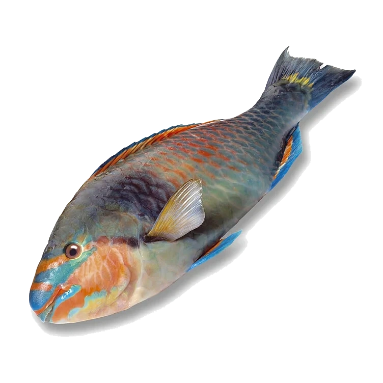 Papegøyefisk hel pr Kg