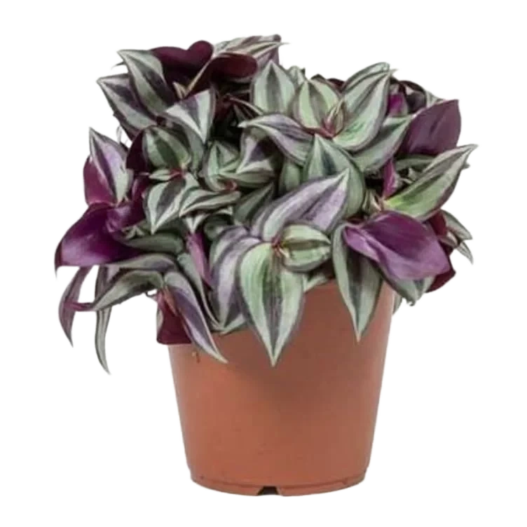 Tradescantia 12cm