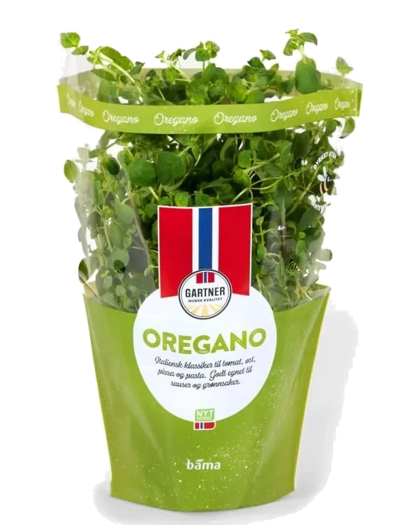 Oregano 12cm Stor Potte