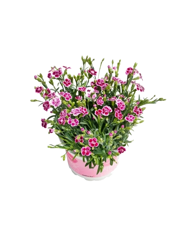 Pottenellik Diantica 11cm