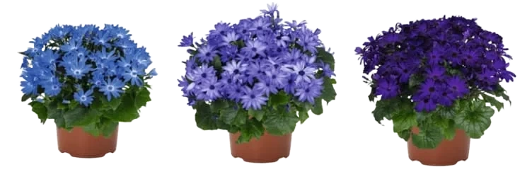 Cineria 12cm