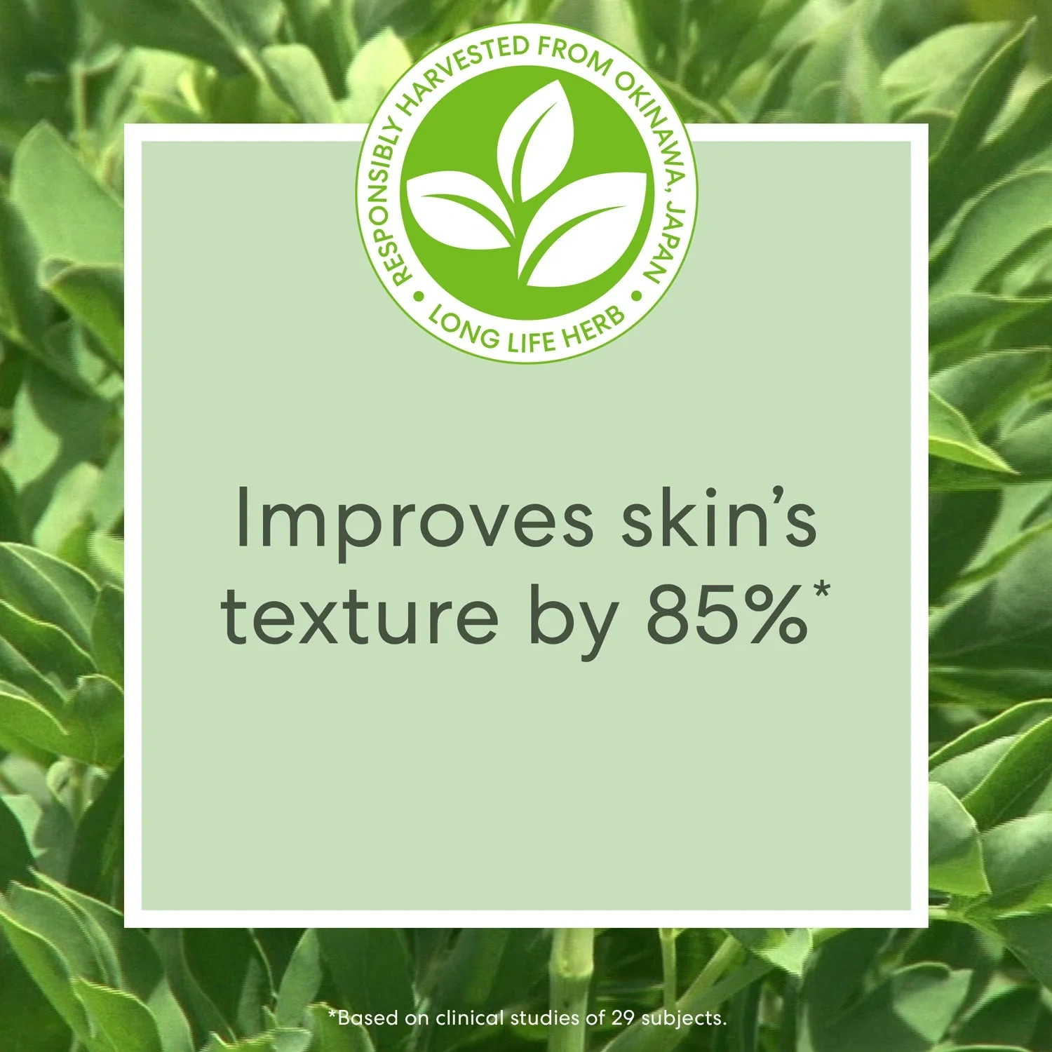 bareMinerals Skinlongevity Long Life Herb Night Treatment