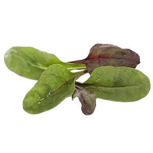 Red rhubarb salat 100g  pk