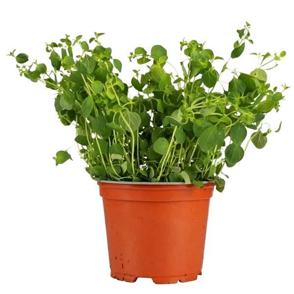 Oregano 12cm Stor Potte