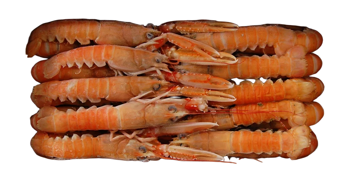 MSC. Norway Lobster 17-20/kg. 6x100