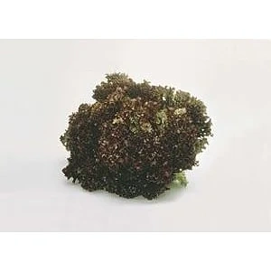 Salat lollo rosso rød stk