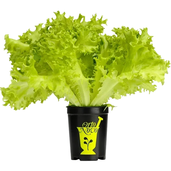 Plocksallat i kruka 100g Orto Novo