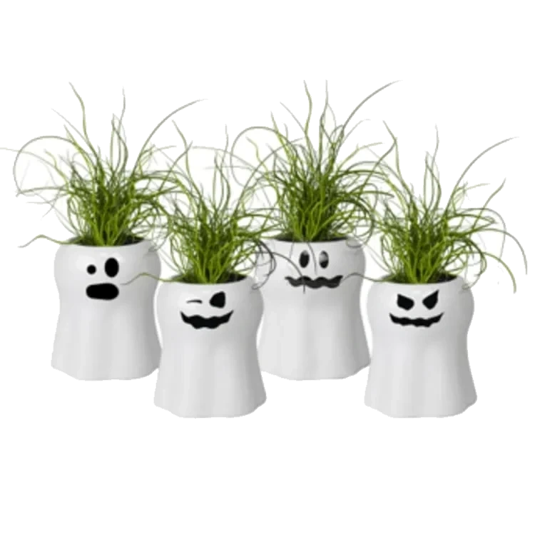 Juncus i Spøkelsespotte