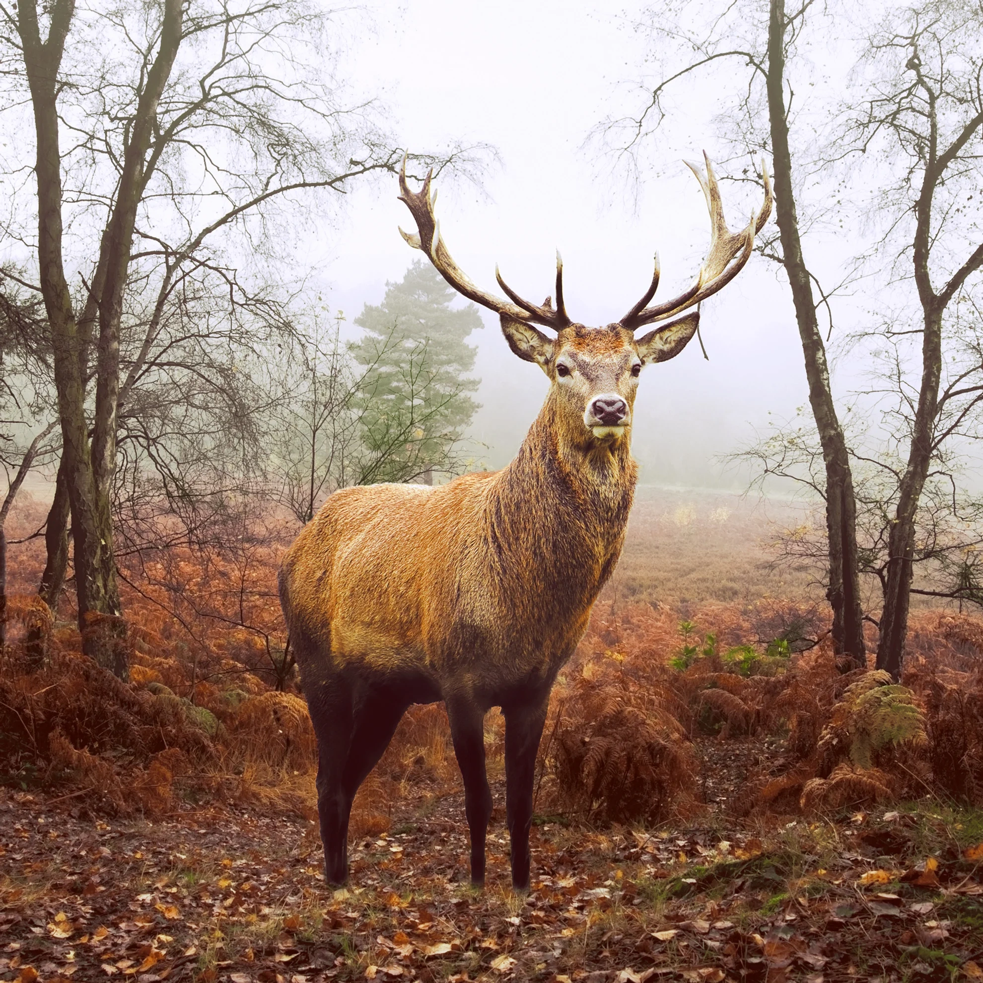 Tissueserv Deer