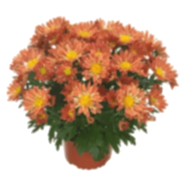 Chrysanthemum Chrysanthemum 12 Cm