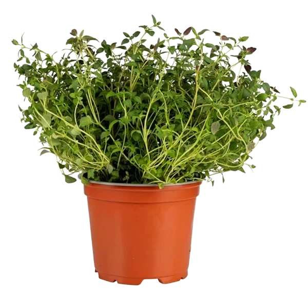 Timian 12cm Stor Potte
