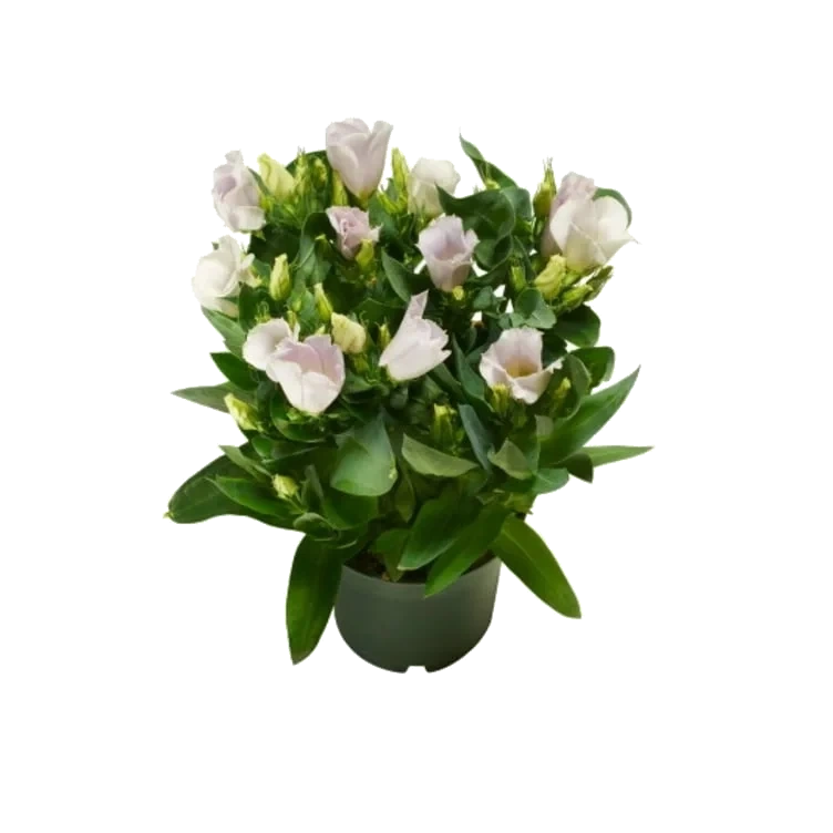 Lisianthus 12cm