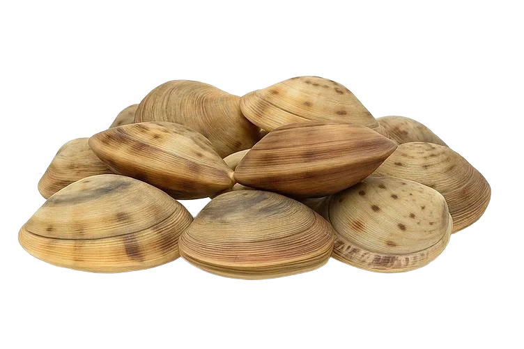 Vongoleskjell pr Kg