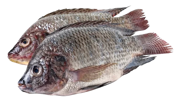 Tilapia renset fryst    800g