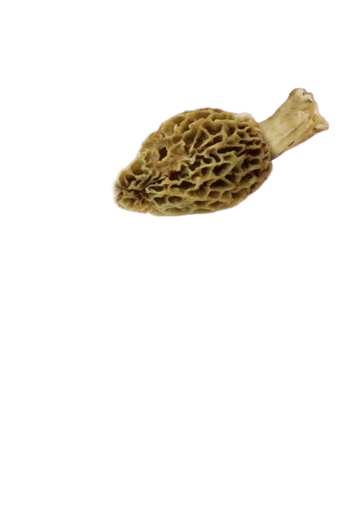Morkel tørket   20g