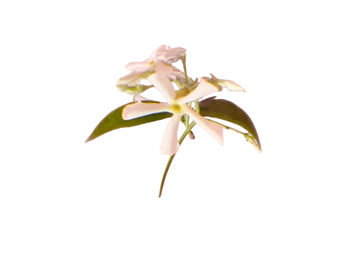 Molton Brown Jasmine & Sun Rose