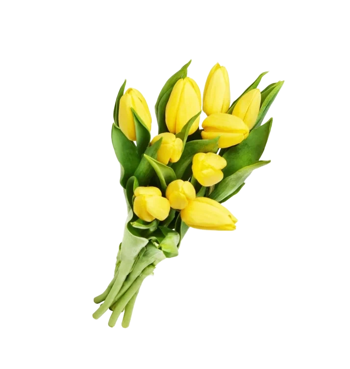 Tulipan 10pk