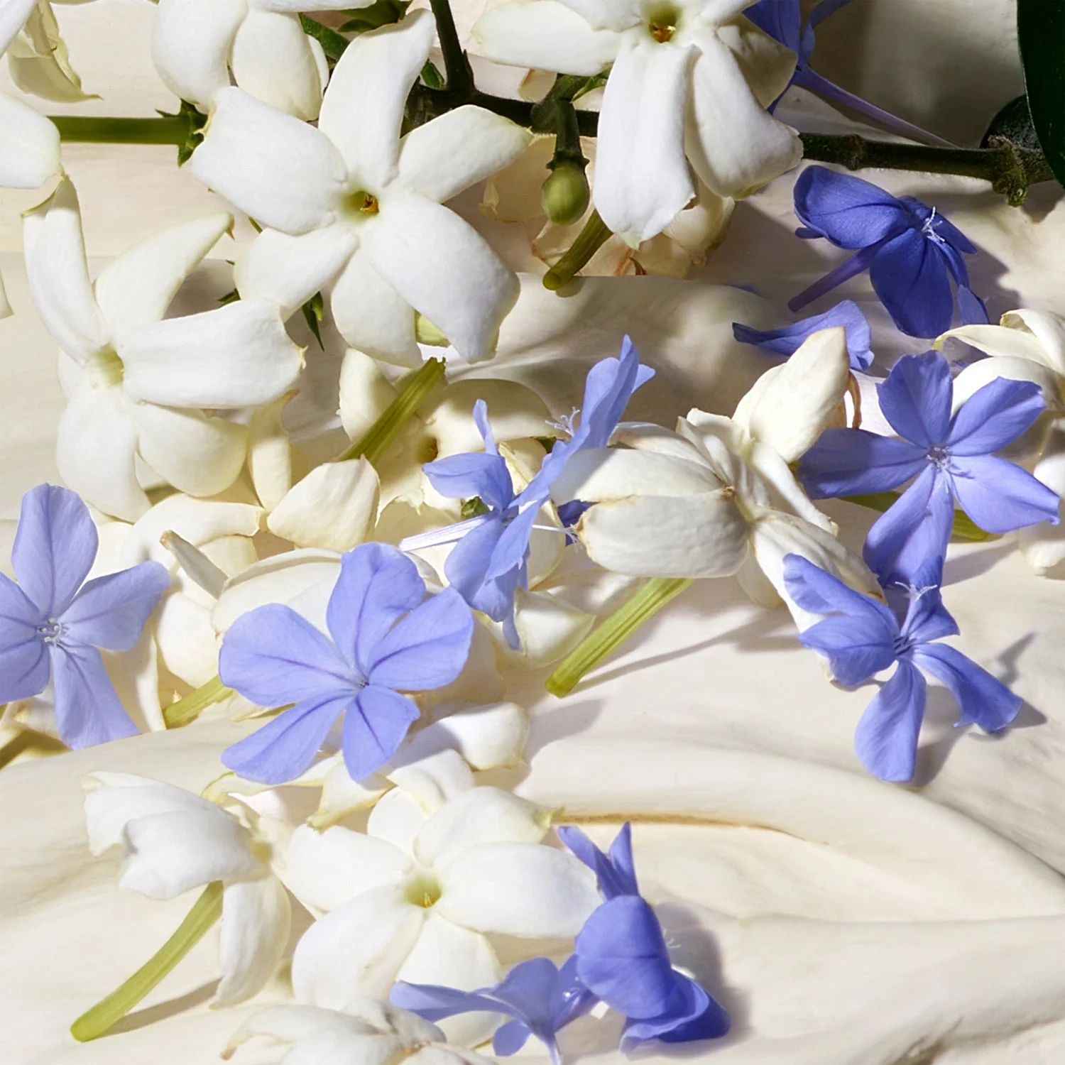 Dolce & Gabbana Dolce Blue Jasmine Eau de Parfum 50 ml