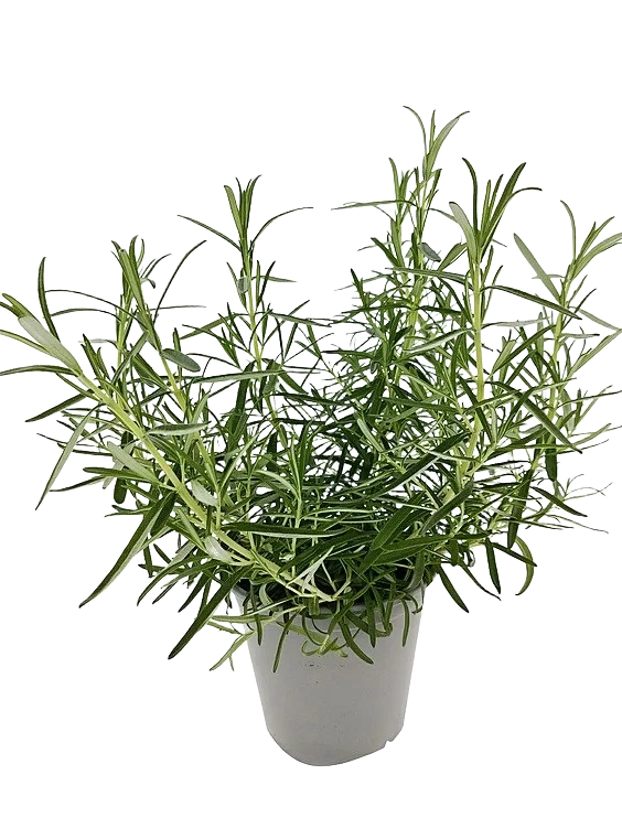 Rosmarin Abraxmaxx 650g Ravnsborg