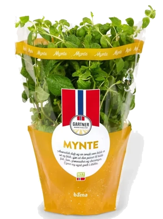 Mynte 12cm Stor Potte