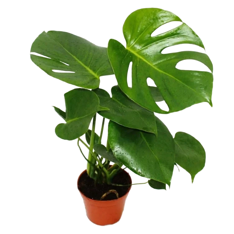 Monstera 12cm