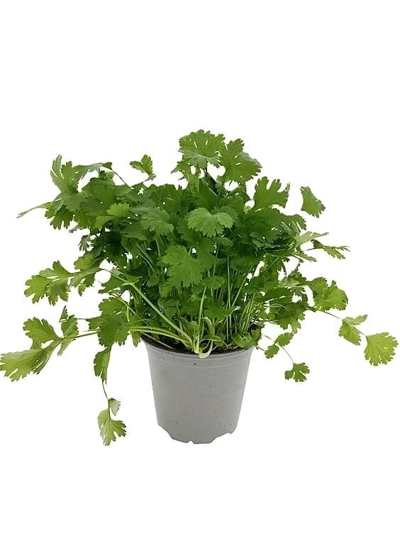 Koriander 650g Ravnsborg