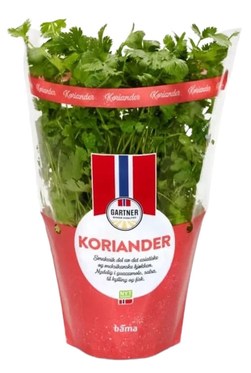 Koriander I Potte Bama