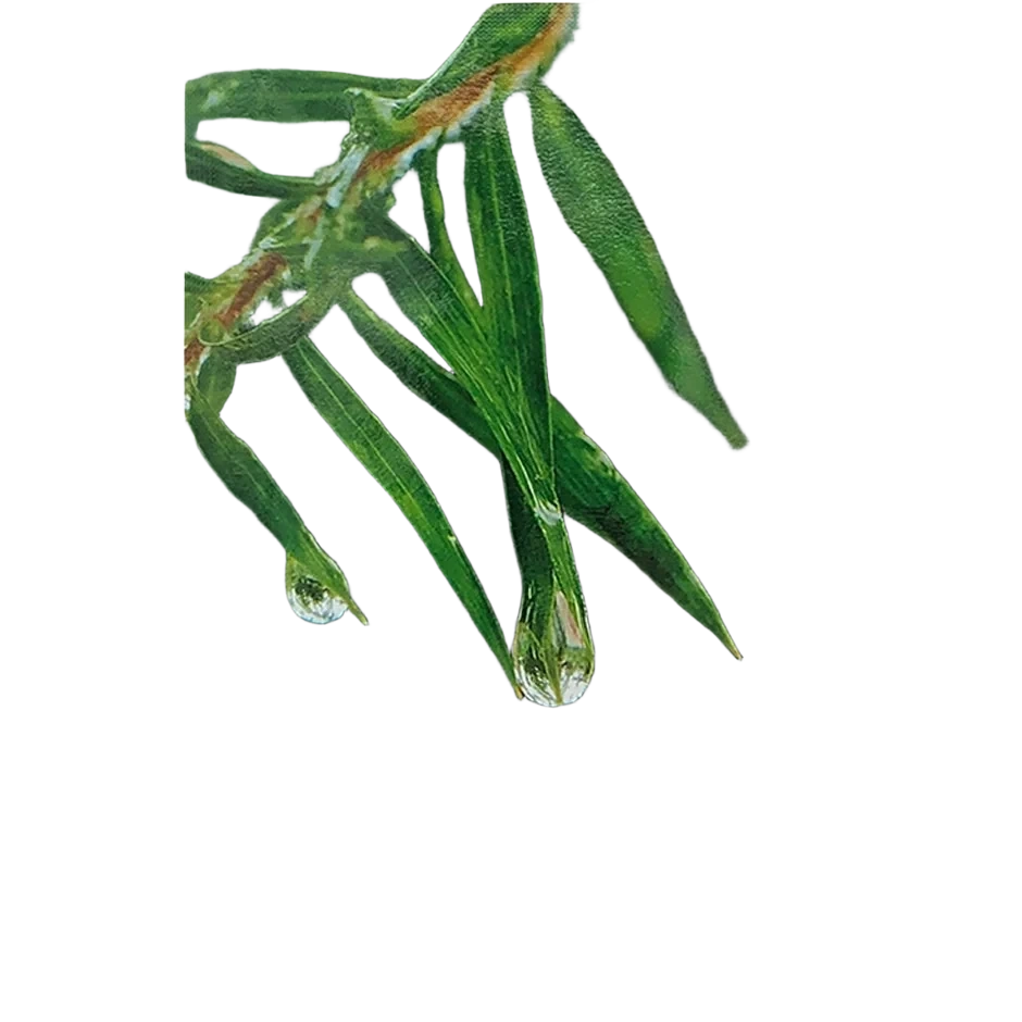 Dr. Ceuracle Tea Tree Sheet Mask