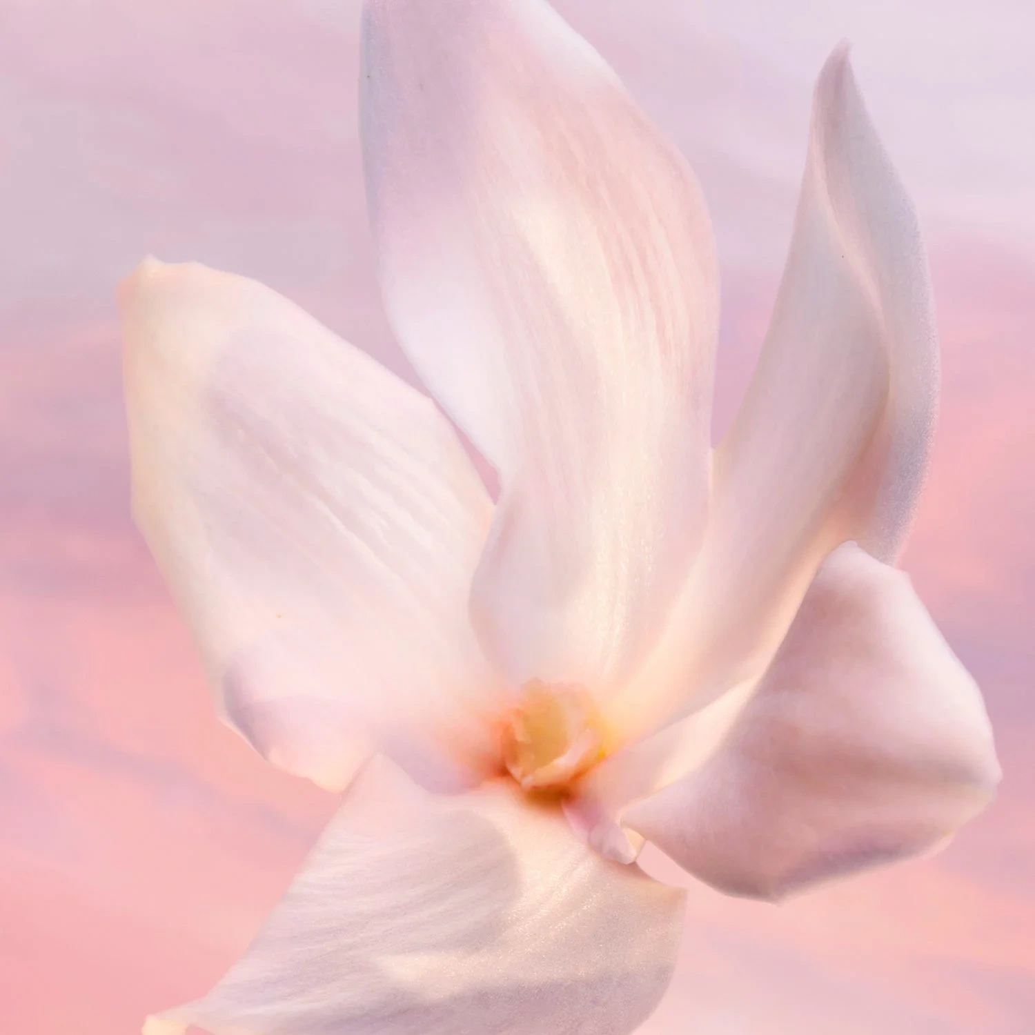 Lancôme La vie est belle Vanille Nude