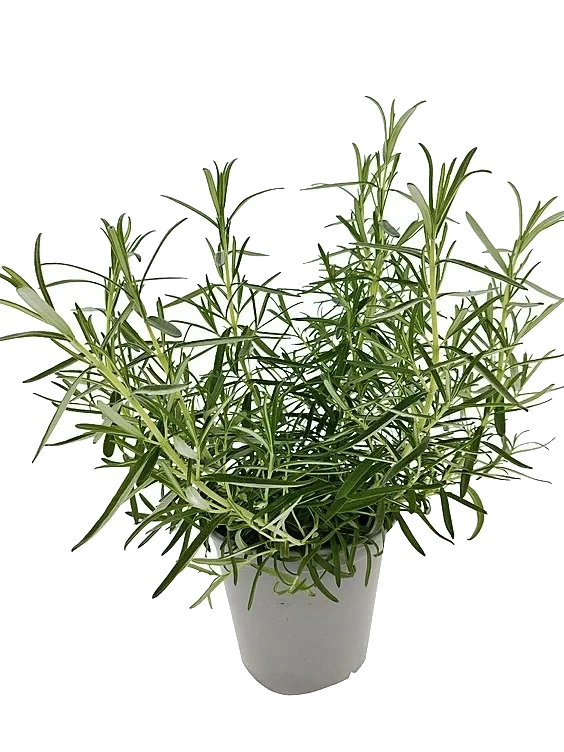 Rosmarin Abraxmaxx 650g Ravnsborg