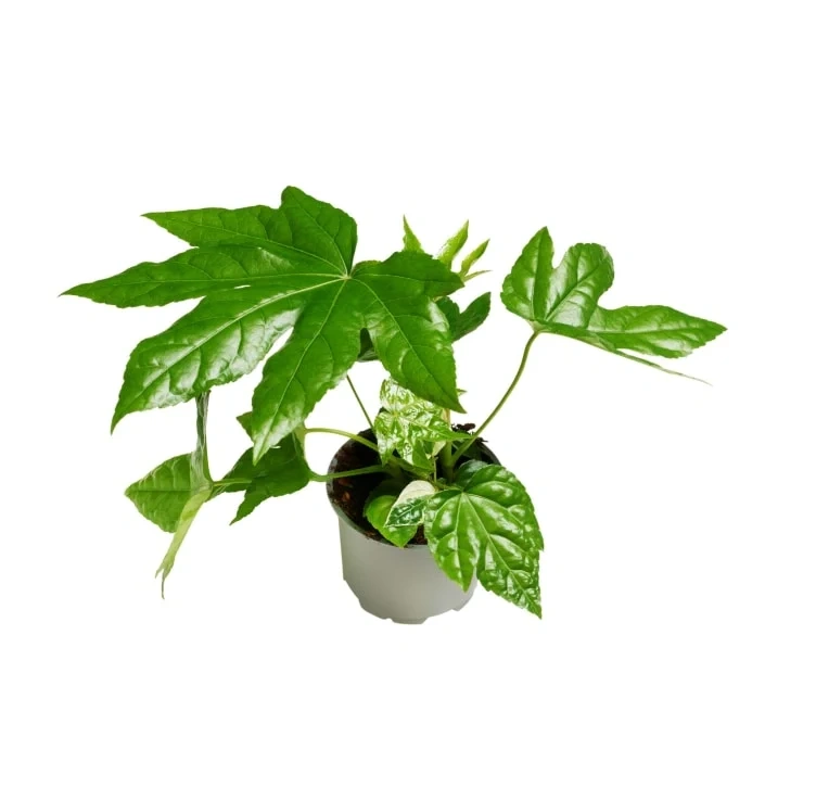 Grønnplanter Miks 12cm