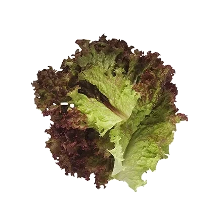 Hela blad, röda