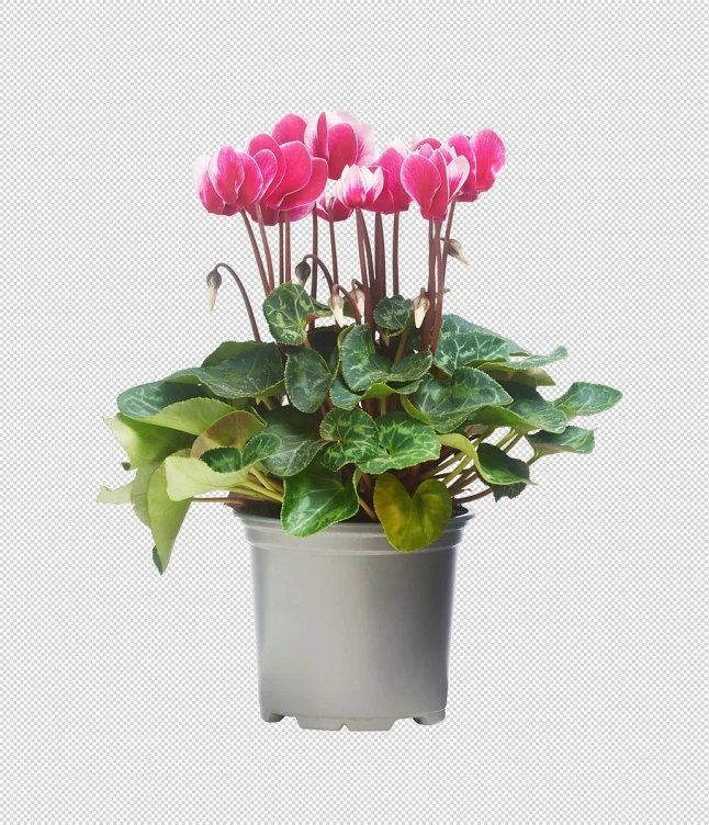 Alpefiol 11cm