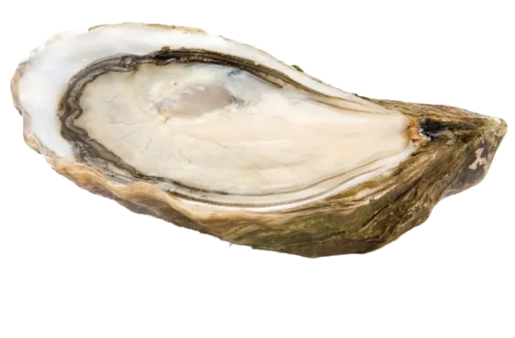 Østers La Pousse pr stykk