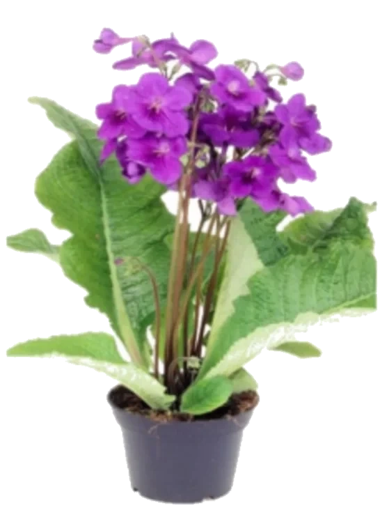 Streptocarpus Vrifrukt