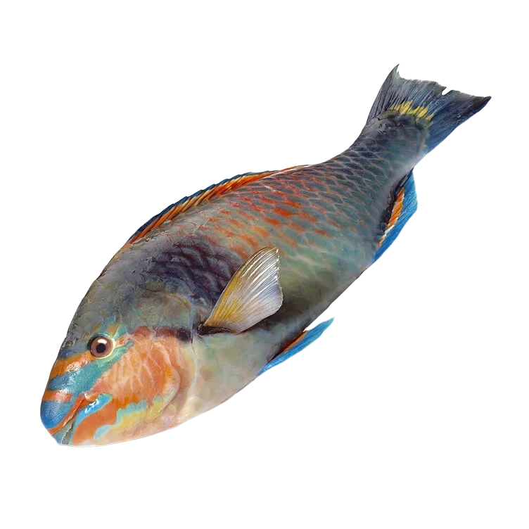 Papegøyefisk hel pr Kg
