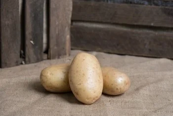 Potatis Gul Fast Tvättad 45-50mm