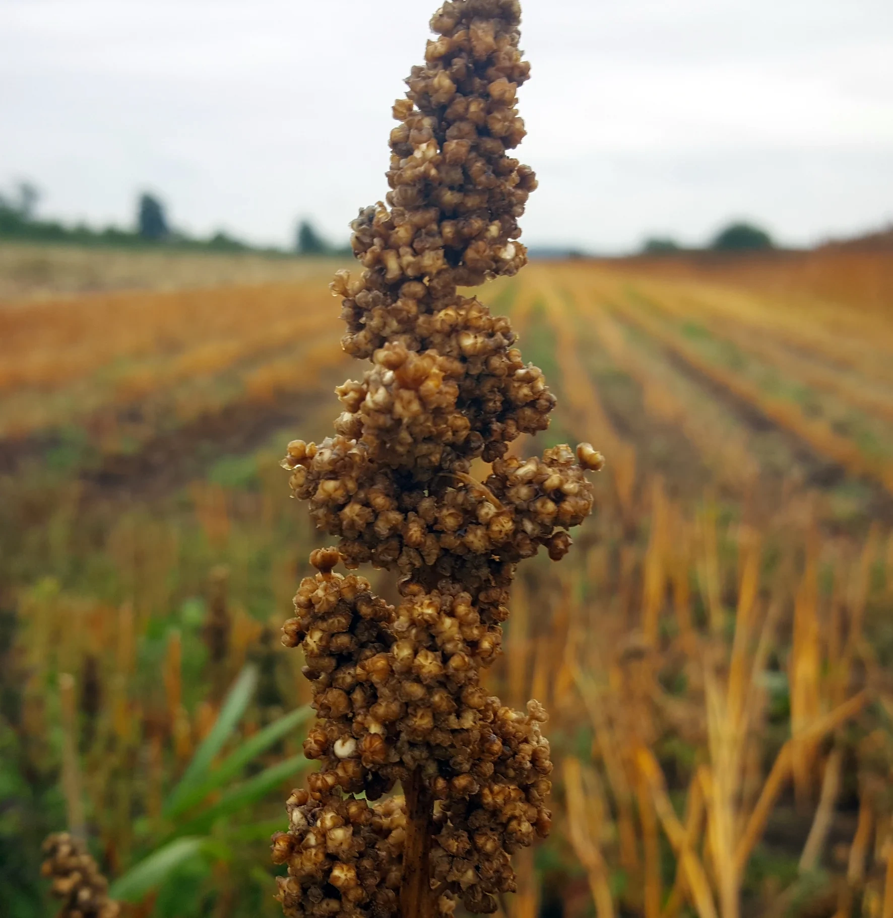 Quinoa Vikinga, helt frö KRAV
