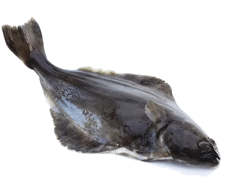 Kveite Villfanget hel pr Kg