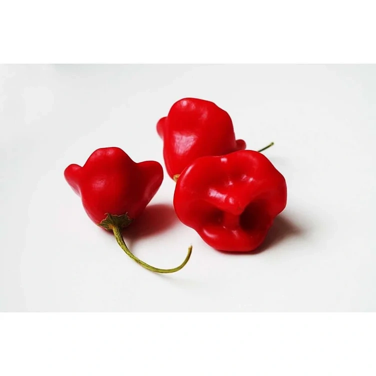 Habanero pepper rød    kg