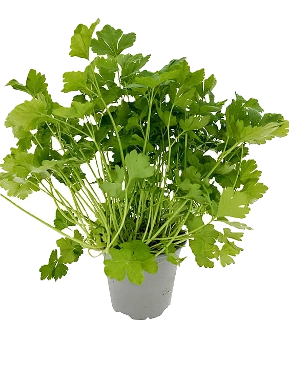 Bladpersille Premium Urt Langtidsholdbar