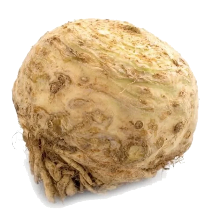 Sellerirot Kg