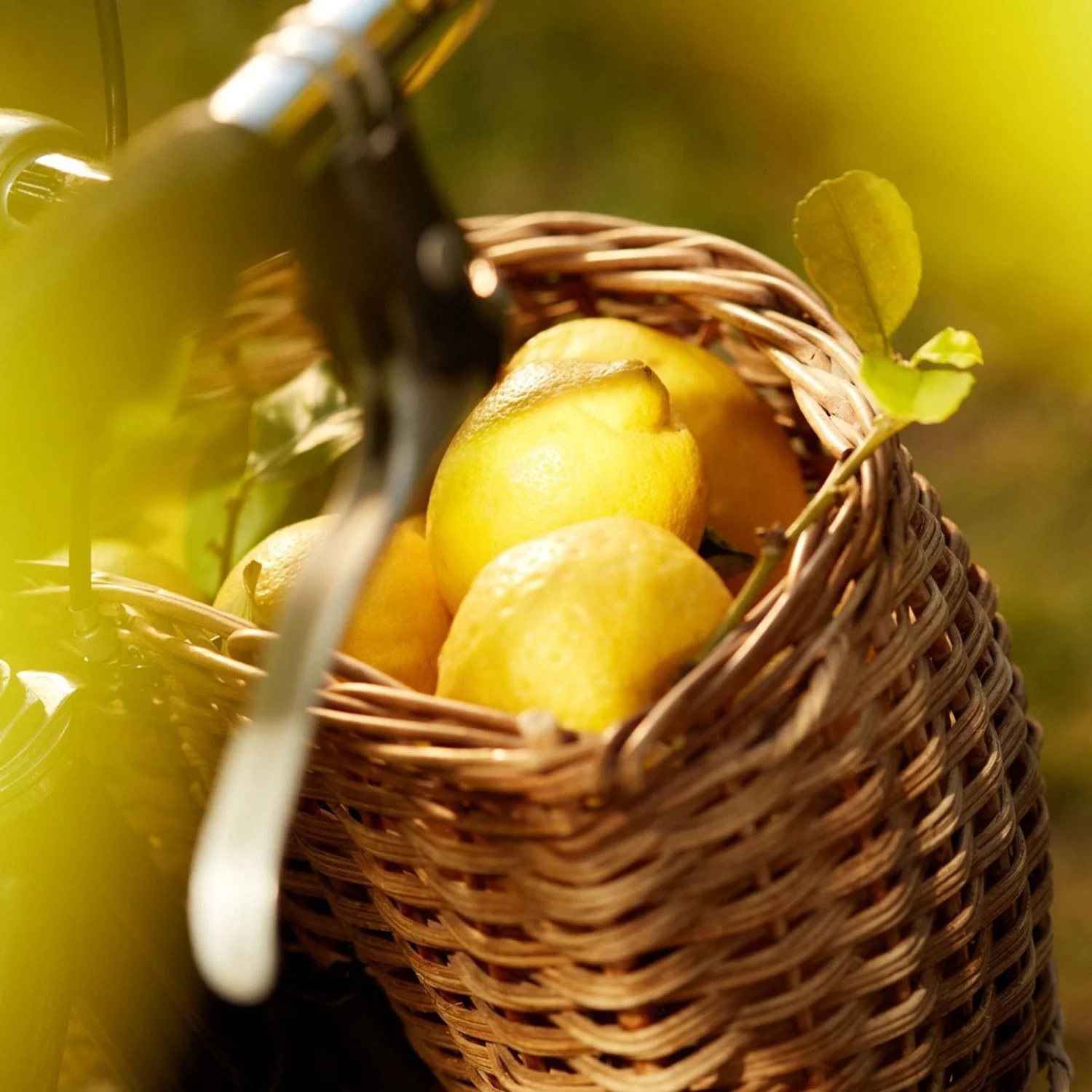 Maison Margiela Replica Under Lemon Trees