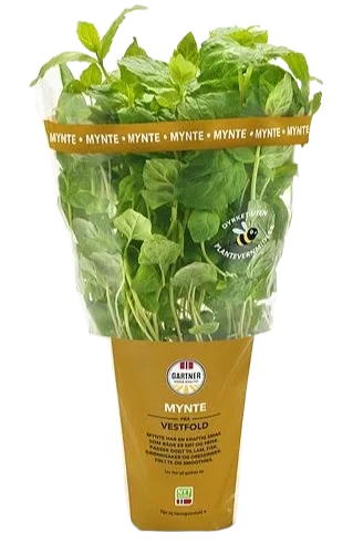 Mynte 9cm Potte Gartner