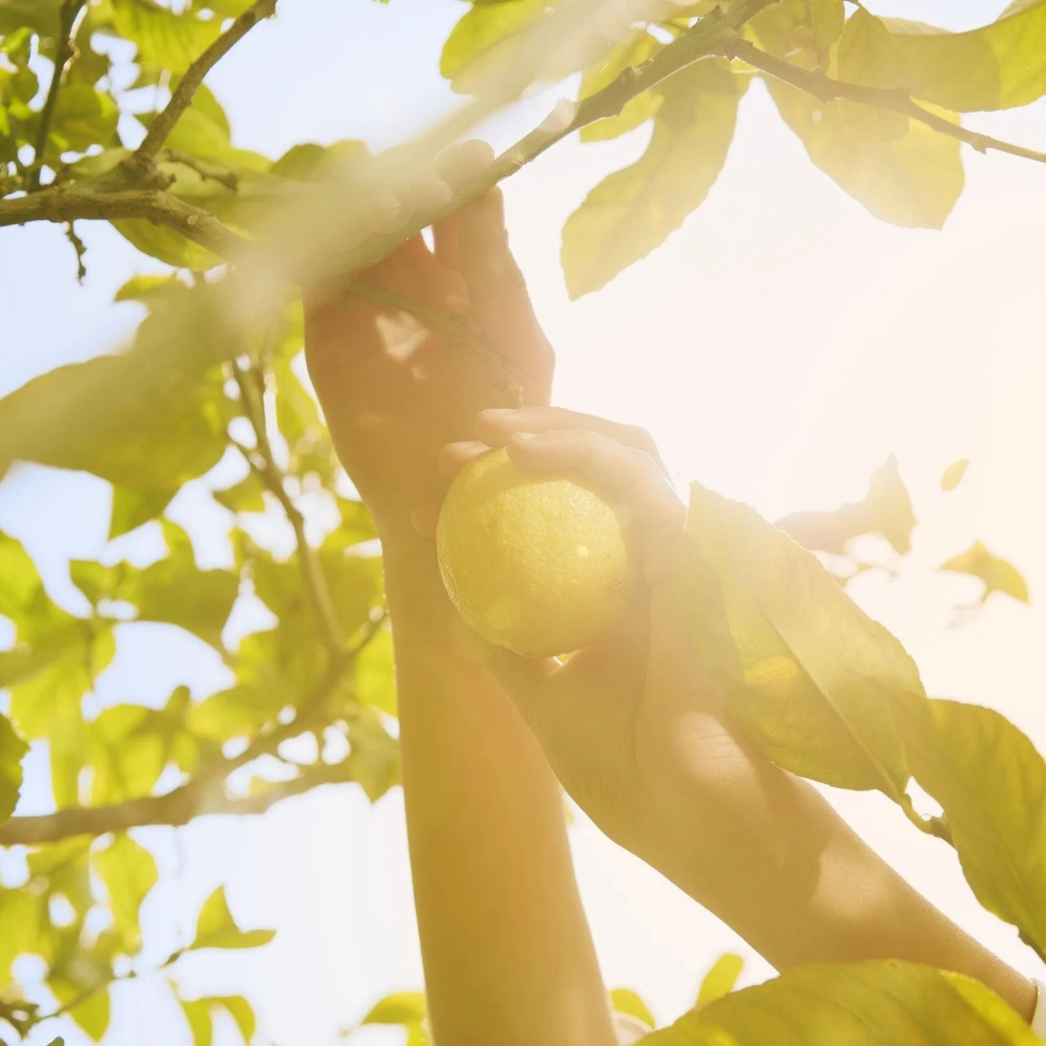 Maison Margiela Replica Under Lemon Trees