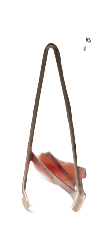 Fiskebenpinsett Stål Maku