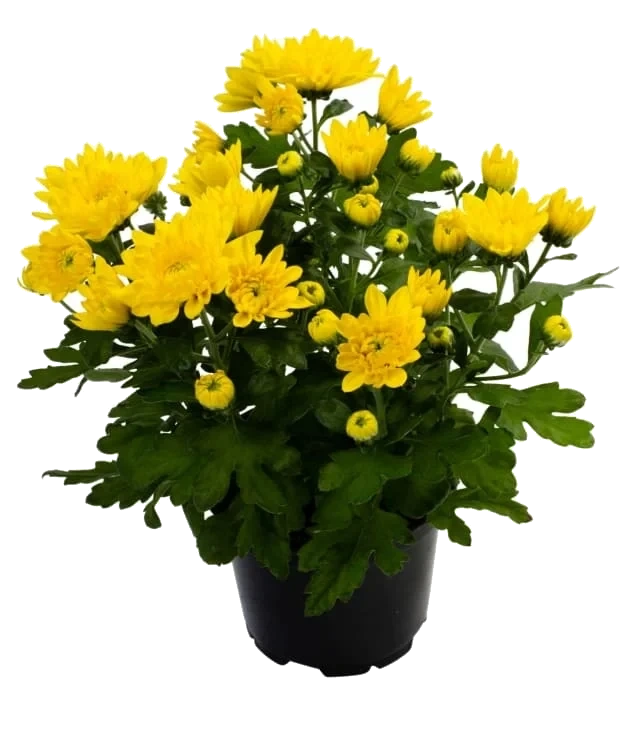 Chrysanthemum Gul 12cm
