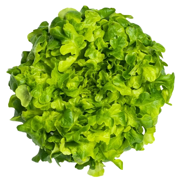 Green Oak Løsvekt Salat Spiseklar Grønn Ekeblad 1.5kg Onna