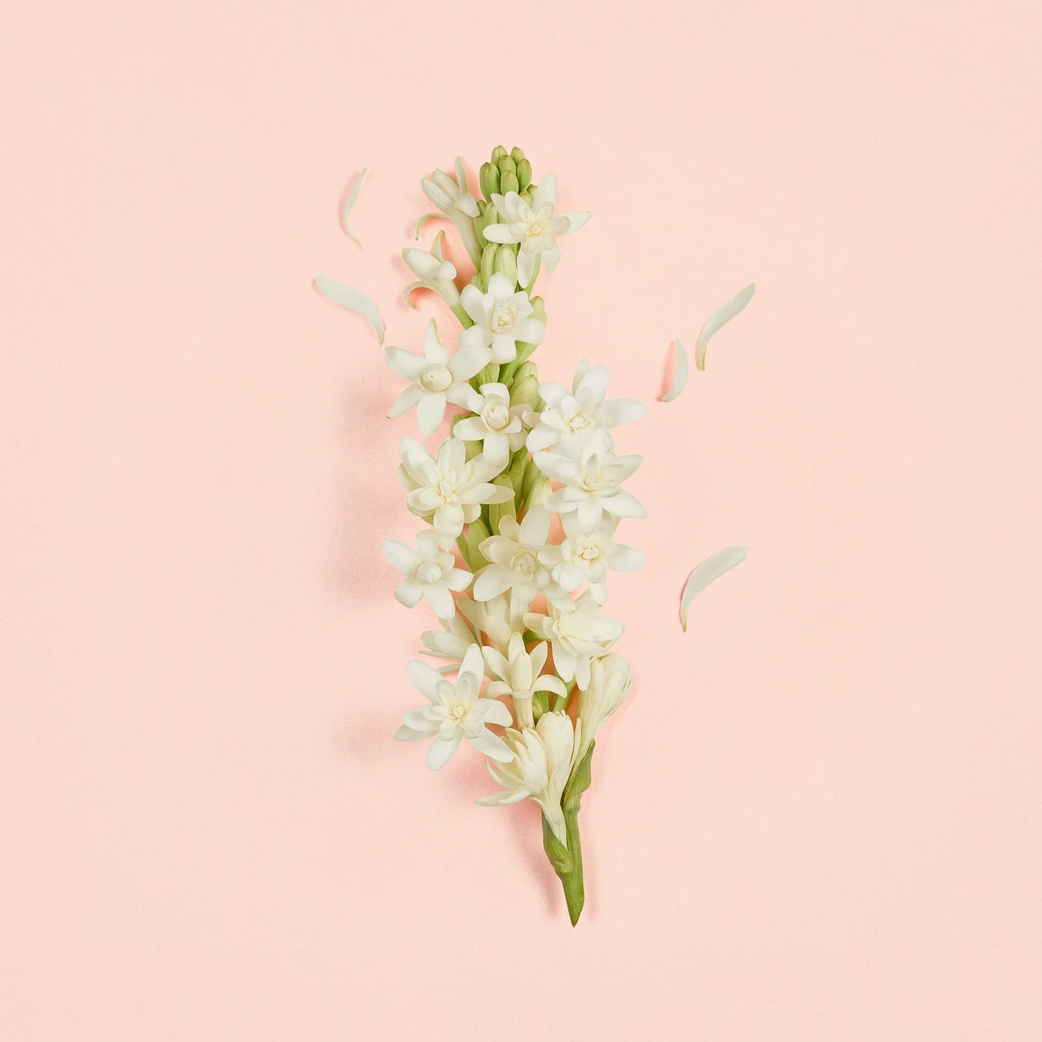 Gucci Bloom Bay EDP