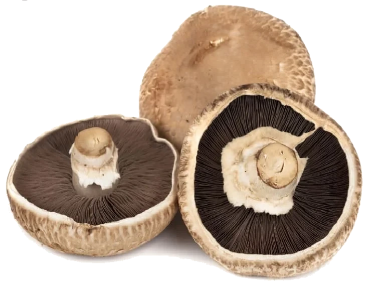 Portobello Sopp